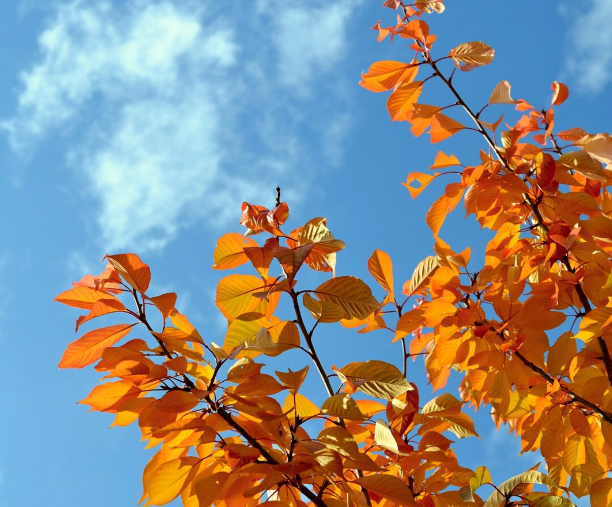 Prognoza meteo, 14 noiembrie. Final de săptămână cu valori termice ridicate