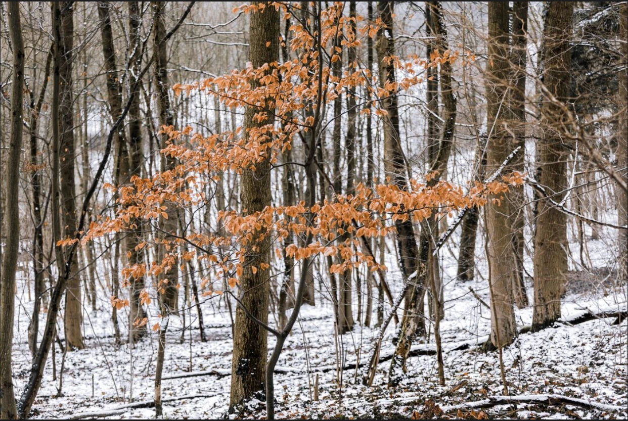 Prognoza meteo, 23 noiembrie. Vremea se răcește semnificativ în toată țara. Lapoviță și ninsoare la munte