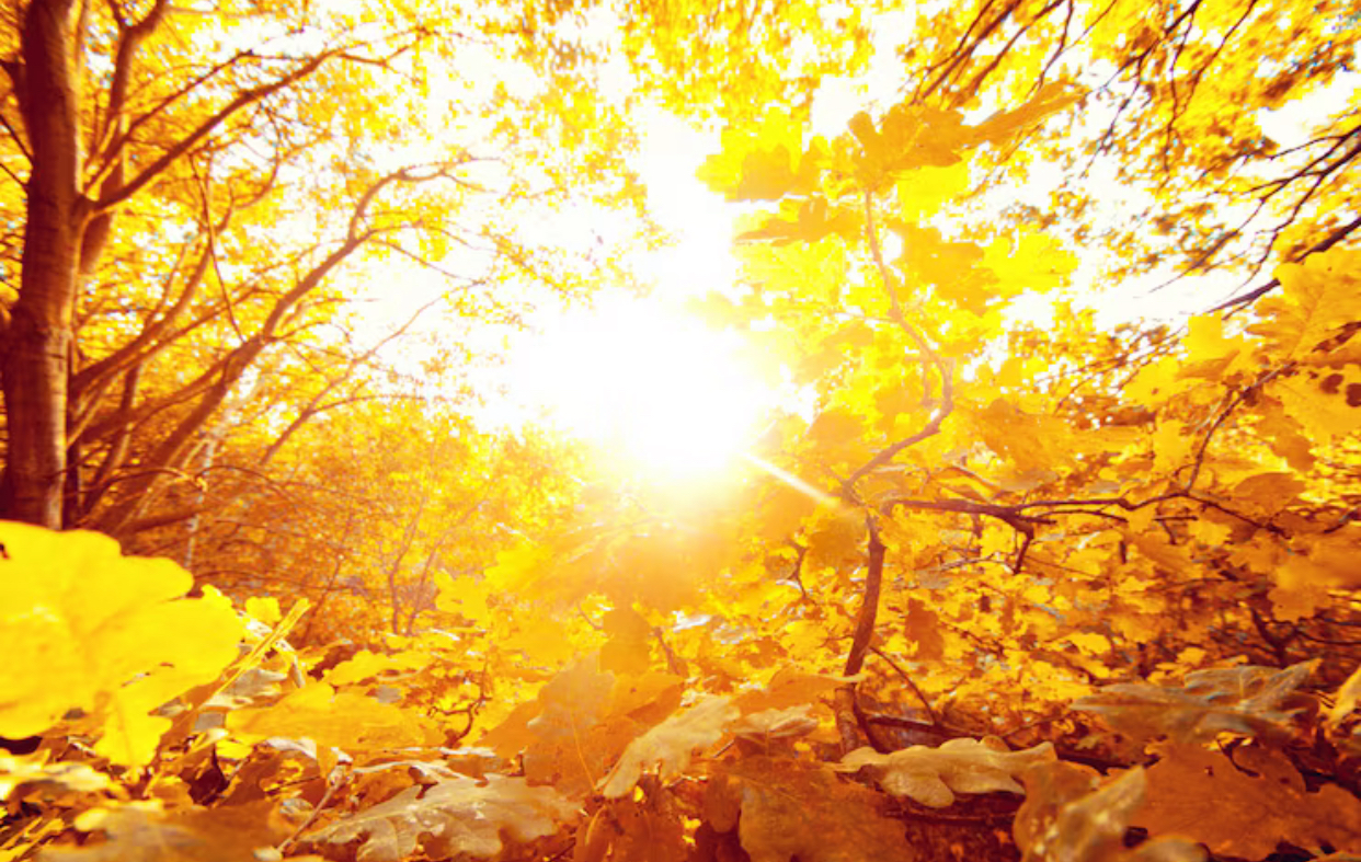 Prognoza meteo, 12 noiembrie. Vremea sfidează toamna. Temperaturi ridicate în toată țara