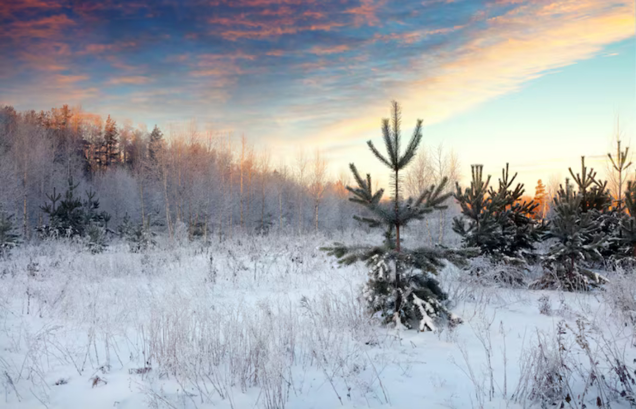 Prognoza meteo, 30 noiembrie. Ultima zi de toamnă aduce un nou val de frig. Lapoviță și ninsoare la munte